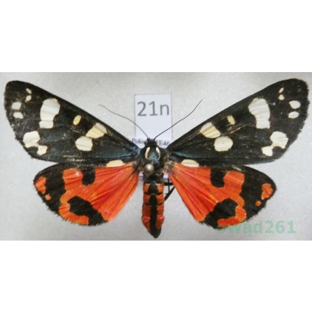 Callimorpha dominula (Linnaeus, 1758) Krasopani poziomkówka Poland21n